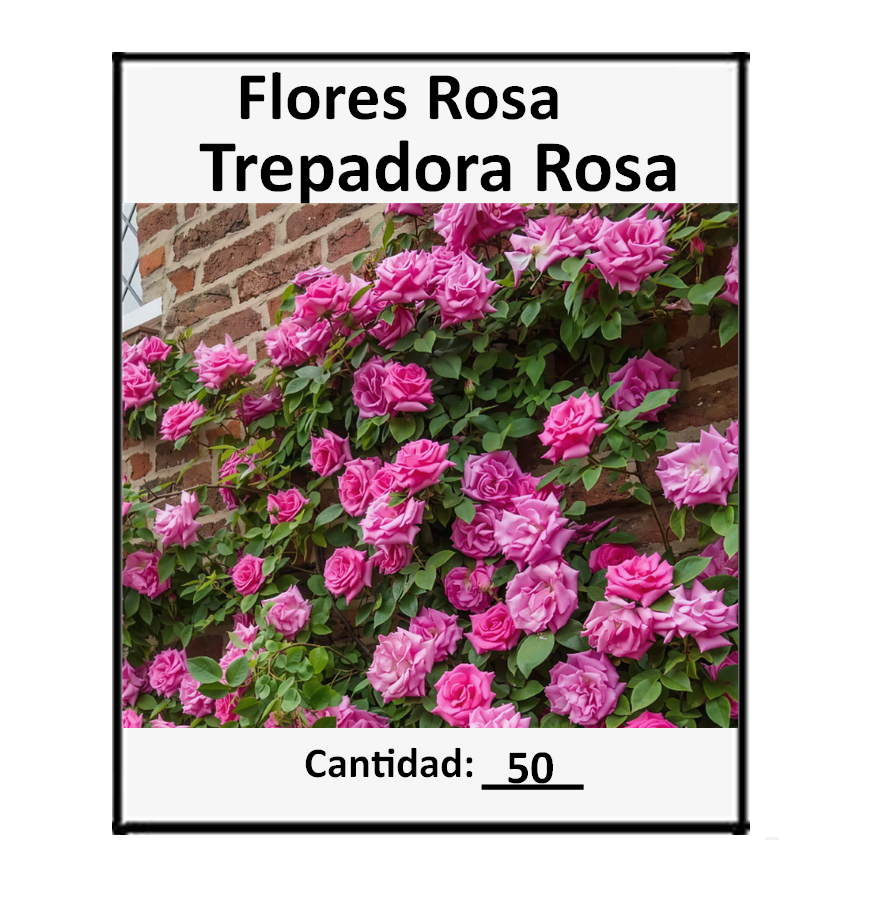 Vista 3 de 50 Semillas De Flor Rosa Trepadora - Color: Mix